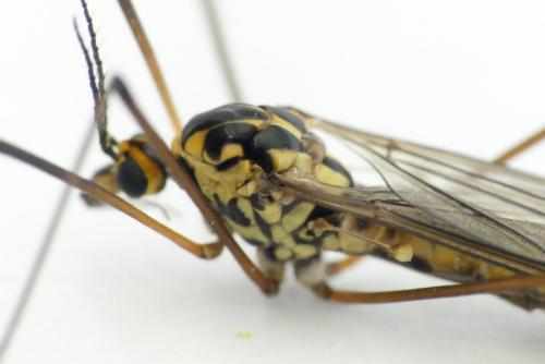 Réf. 252 298 : Nephrotoma appendiculata